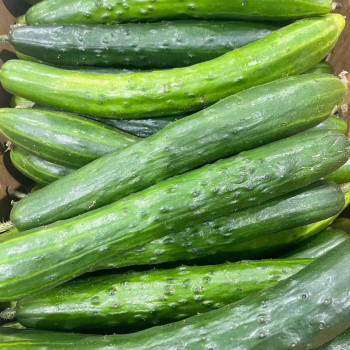 [누리는특가] 자연 그대로 수분 가득 진천 취청 오이 1KG 2KG 5KG 10KG