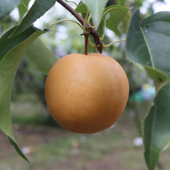 신고배 7.5kg 특품 호걸농원 생산자 직송 햇사레 여주배