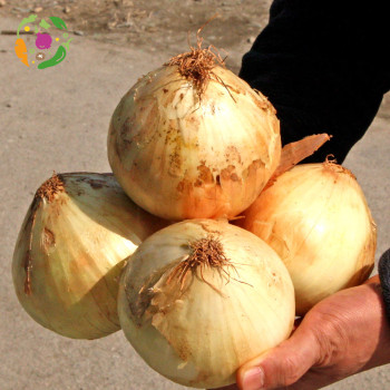 [새벽경매] 국내산 피양파 1Kg/3Kg/5Kg/10Kg/15Kg