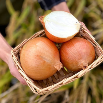 [부엌애] 25년 햇양파 부안 해풍 특상품 양파 2.5kg~10kg