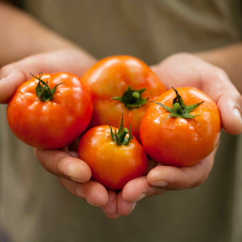 [부엌애] GAP인증 유럽종 탱글탱글 정품토마토 2.5kg/5kg