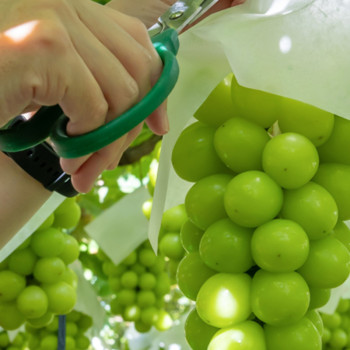 [부엌애] 당도선별 가정용 프리미엄 샤인머스켓 1kg~2kg