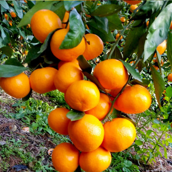 [부엌애] 제주 당일선별 타이벡농법 감귤 로얄과(S-M) 3kg/5kg