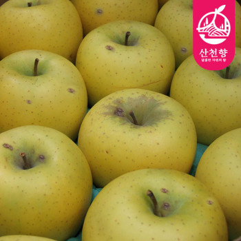 [산천향] 안동사과 25년 햇 시나노골드 (가정용) 2kg/3kg5kg