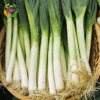 [새벽경매] 국내산 대파 1Kg/2Kg/3Kg/5Kg/10Kg