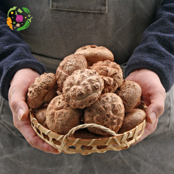 [새벽경매] 국내산 생 표고버섯 500Kg/1Kg