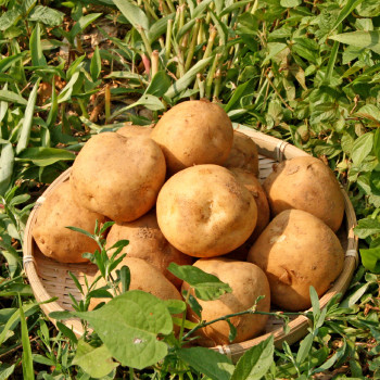 [새벽경매] 국내산 감자 1kg/3kg/5kg/10kg