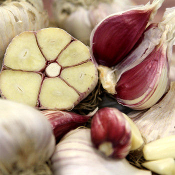 [새벽경매] 의성 육쪽마늘(특/특상) 50개/100개