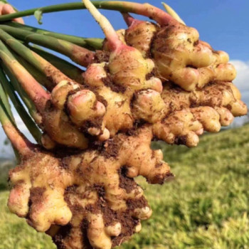 [새벽경매] 국내산 세척생강 1kg/3kg/5kg/10kg