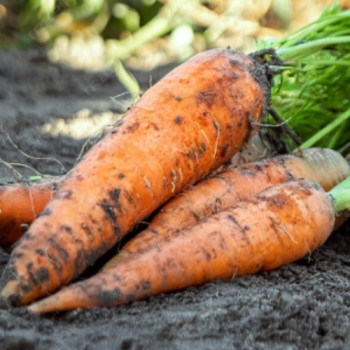 [새벽경매] 국내산 흙당근 (특) 3kg/5kg/10kg