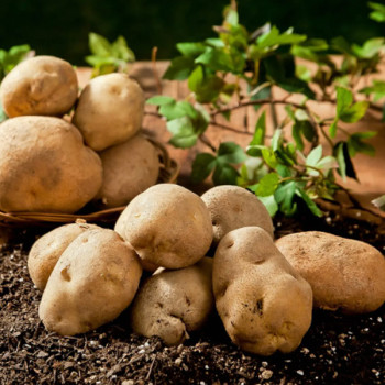 [경매직송] 25년도 햇 수미감자 (중/대/특/왕특) 3Kg/5kg/10kg