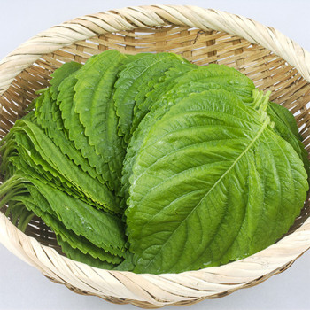 [경매직송] 국내산 깻잎 1Kg