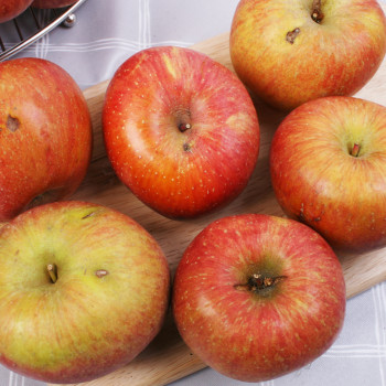 [산들정] 경북사과 햇 꿀부사 (가정용) 2kg/3kg/5kg