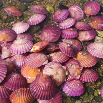 [어선생] 남해 통영 홍가리비 1Kg / 산지직송! 당일조업!