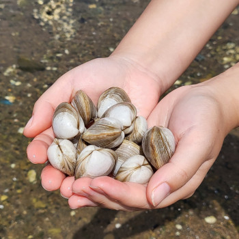 [어선생] 서해 해감 조개 왕 동죽 1Kg / 산지직송! 당일조업!