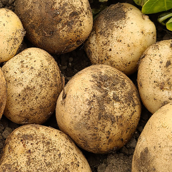 [남도애] 25년산 포슬포슬 감자(중/대/특/왕특) 3Kg/5Kg