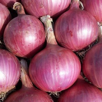 [남도애] 25년 남도 자색양파 3Kg/5Kg