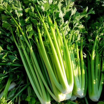 [남도애] 국산 특품 셀러리(샐러리) 1단/2단