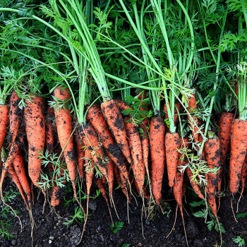 [남도애] 아삭하고 달큰한 흙당근(상/특상혼합) 3Kg/5Kg