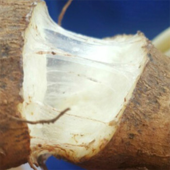 [남도애] 부드럽고 식감좋은 국내산 장마 2Kg (특품/생마)