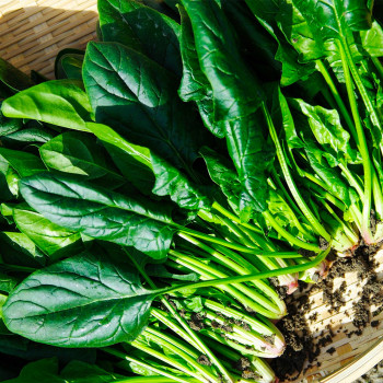 [남도애] 국내산 손질 시금치 500g/1kg/2kg/4kg