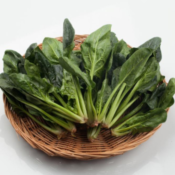 [남해 보물초] 국내산 해풍맞고 자란 보물초 시금치 1kg