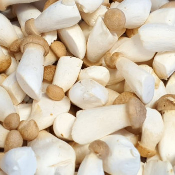 [남도애] 국내산 미니 새송이버섯 1kg/2kg