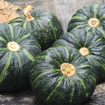 [남도애] 국내산 미니밤호박 1kg/2kg/3kg