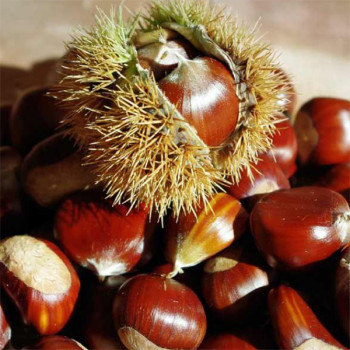 [남도애] 꿀알밤 1kg/2kg/3kg