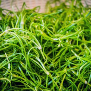 [남도애] 국내산 세발나물 500g/1kg/2kg/4kg