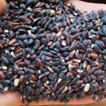 [남도애] 25년 국내산 흑미 1kg/2kg/3kg