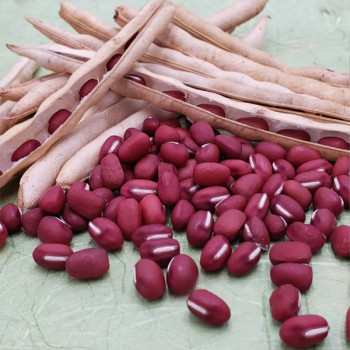 [남도애] 25년 국내산 팥(적두) 1kg/2kg