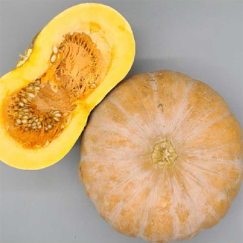 [남도애] 잘익은 국산 늙은호박 2-3Kg (특품) / 선택