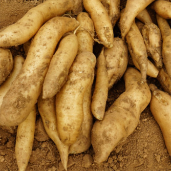 [남도애] 국산 생야콘 2Kg/3Kg