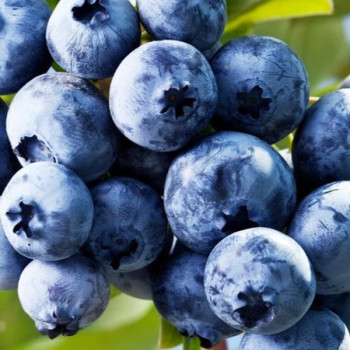 [남도애] 칠레산 블루베리생과 2팩/4팩/6팩