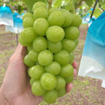 [남도애] 국내산 샤인머스켓 1수/2수/2kg