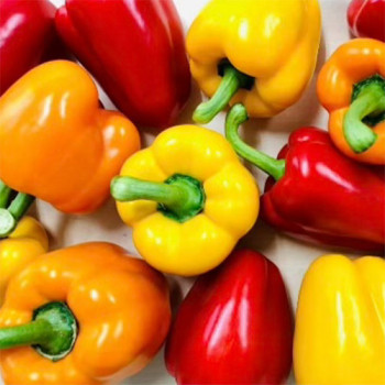 [남도애] 신선한 국산 파프리카 500~600g (특품 4~5개)