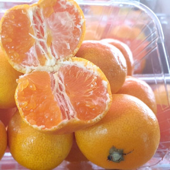 [남도애] 제주 감귤 로얄과 정품 2팩/4팩