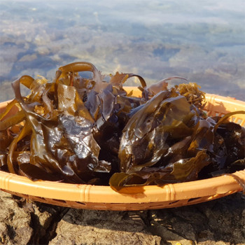 [어선생] 남해 통영 생미역 2Kg / 산지직송!