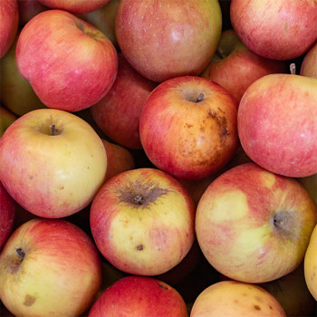 [베네팜] 청송 꿀부사 사과 3kg/6kg/10kg (쥬스용)