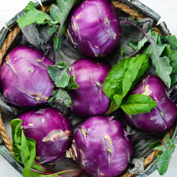 [베네팜] 제주 햇 콜라비 2kg/3kg/5kg