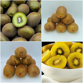 제주도에서 올라온 새콤달콤 그린키위 골드키위 1.5kg 3kg 10kg