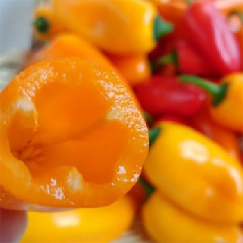 [남도애] 아삭한 미니 파프리카 500g/1kg/1,5kg/2kg