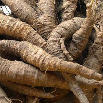 [남도애] 국산 햇 생더덕 1kg (크기혼합 왕/특상)