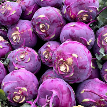 [농장직송] 제주 특품 콜라비 로얄과 2.5kg/9kg