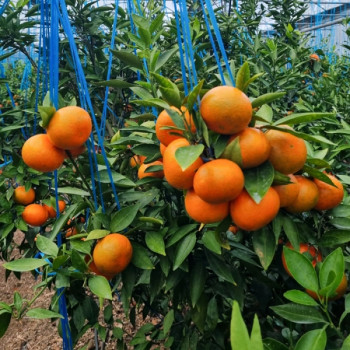 [고당도]진한 다홍빛의 홍미향2.5kg/4.5kg 빨간귤