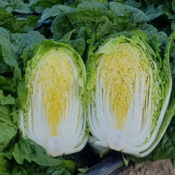 [국산] 강원도 고랭지 통배추 3포기 5~8kg