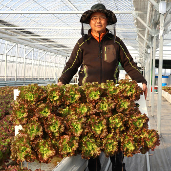 친환경 아쿠아포닉스 샐러드야채 혼합 1kg 벌크포장 여주아쿠아포닉스농장