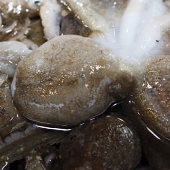 [고흥_산지직송] 생생 쭈꾸미 1kg(10~15마리)