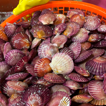 [누리는특가] A급 손세척 홍가리비 산지직송 경남고성 구이 찜 1kg